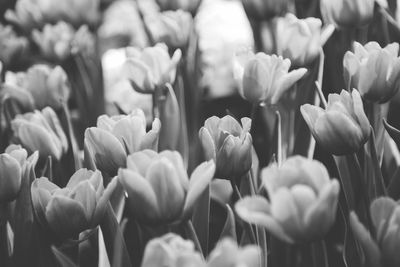 Full frame shot of tulips
