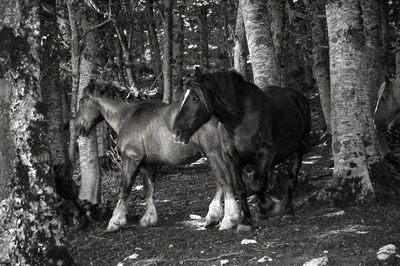 Horses in a forest