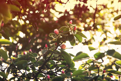 Close-up of flowering plant against tree