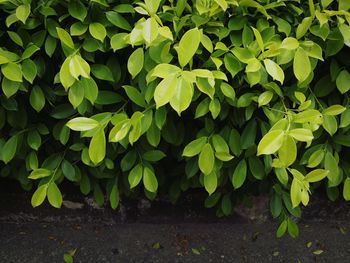 Green leaves