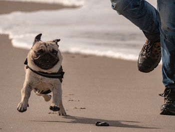 Low section of people with dog