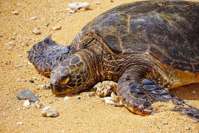 Close-up of tortoise on beach