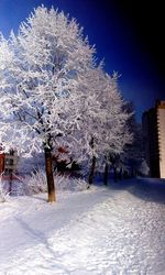 Trees on snow covered landscape