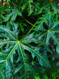 Full frame shot of leaves on plant