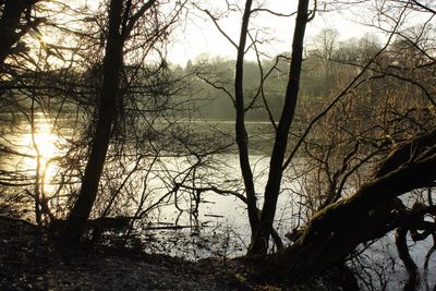 Low angle view of silhouette trees in forest against sky