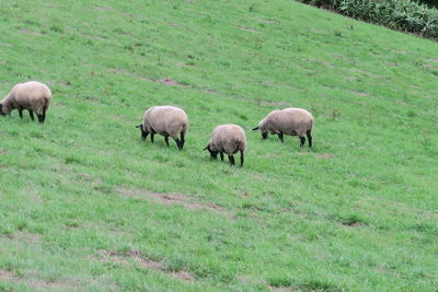 Sheep grazing in pasture