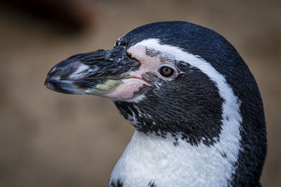 Close-up of a bird looking away