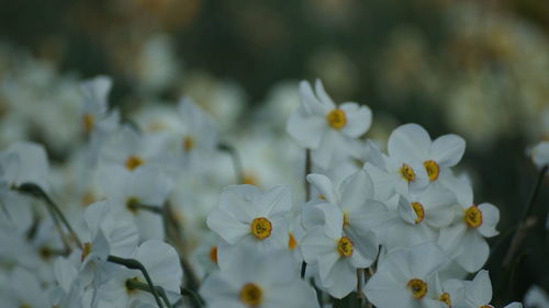 Close-up of yellow flowers