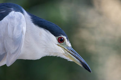 Close-up of a bird