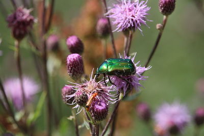 Close-up of honey bee on thistle flower