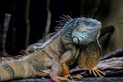 Close-up of iguana