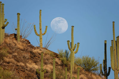 Scenic view of moon rising between saguaro cacti against blue sky