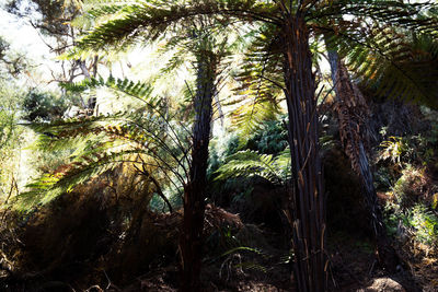 Trees in forest