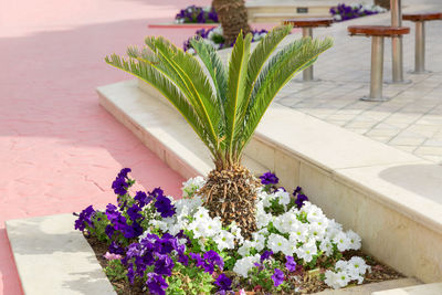 Close-up of potted plant