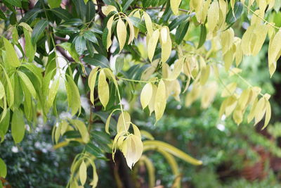 Close-up of yellow flowering plant