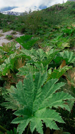 High angle view of leaves on field