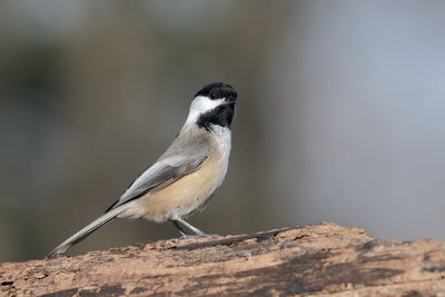 Close-up of bird perching on wood