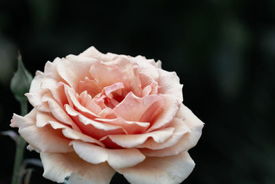 Close-up of pink rose