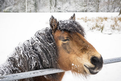 Close-up of a horse on snow covered field