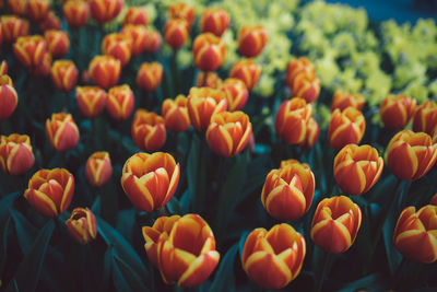 Close-up of orange tulips