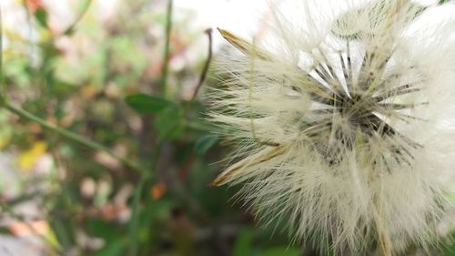 Close-up of dandelion flower