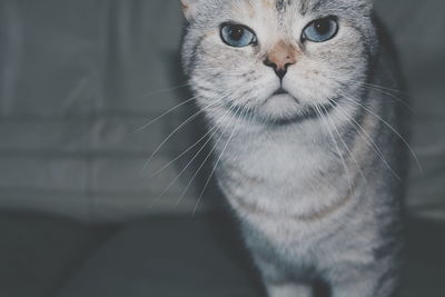 Close-up portrait of cat