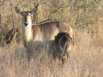 Female waterbuck with calf in bushland 