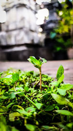 Close-up of green plant