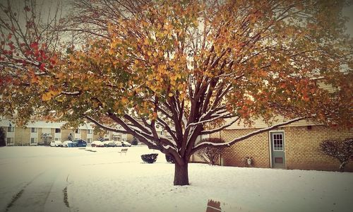 Bare trees with houses in background