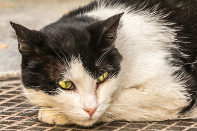 Close-up portrait of a cat