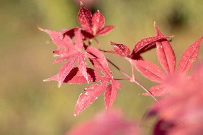 Close-up of red maple leaves