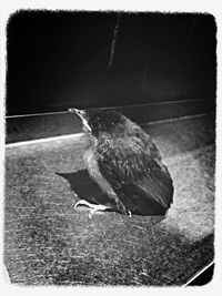 Close-up of bird