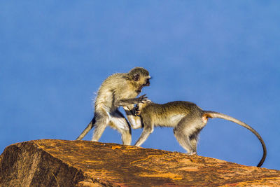 Low angle view of monkey on rock against blue sky