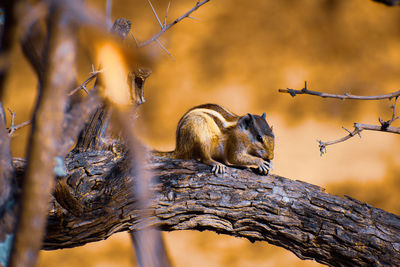 Low angle view of lizard on tree branch