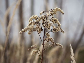 Close-up of dried plant