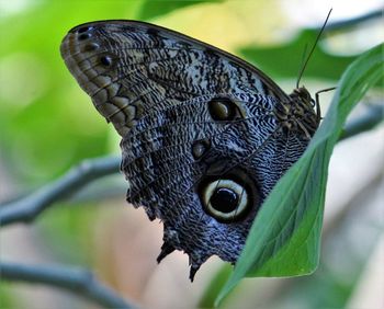 Close-up of butterfly on leaf