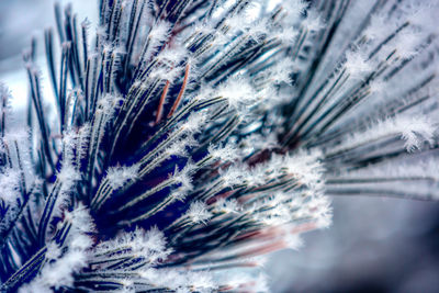 Close-up of snow on tree