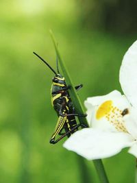 Close-up of insect on flower