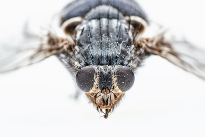 Close-up of spider