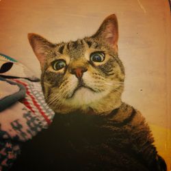 Close-up portrait of tabby cat