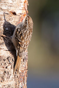 Garden tree creeper walking on birch trunk