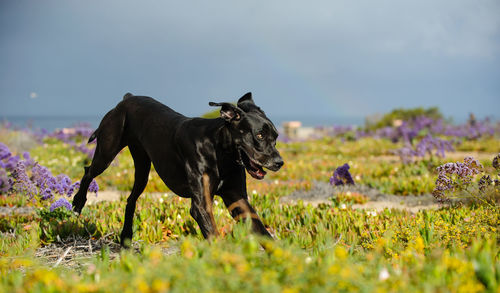 Dog on field against sky