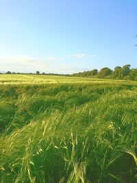 Scenic view of field against clear sky