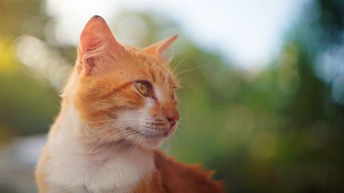 Close-up portrait of ginger