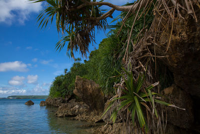 Palm trees by sea against sky