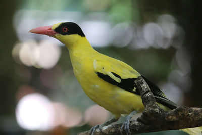 Close-up of bird perching on branch