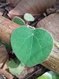 High angle view of heart shape leaf on field