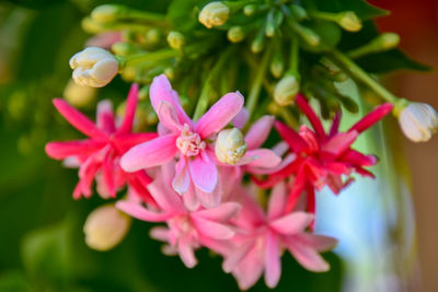 Close-up of pink flowering plant