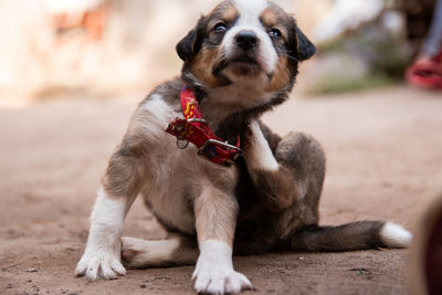 Portrait of little dog with fleas