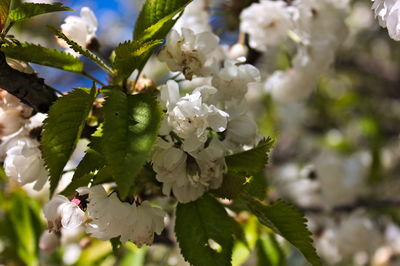 Close-up of white cherry blossom tree